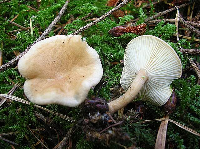 La Flora fungina negli aspetti microclimatici subtropicali